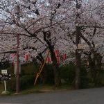 桜３